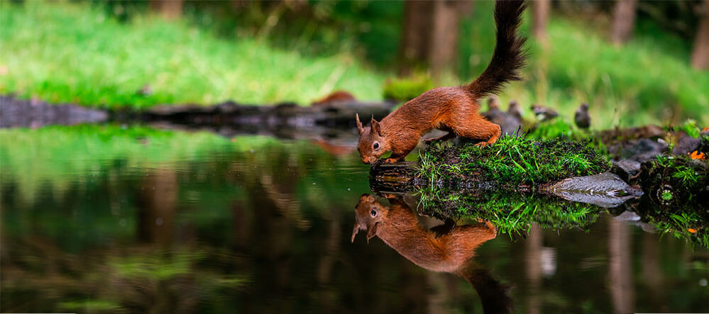 Red squirrel wildlife